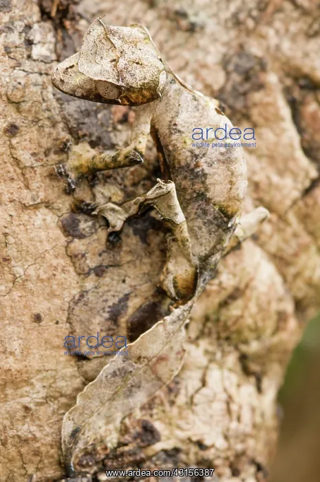 : Satanic Leaf-tailed Gecko : Satanic Leaf-tailed Gecko