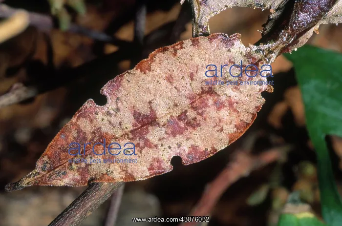 : Satanic Leaf-tailed Gecko Tail : Satanic Leaf-tailed Gecko Tail