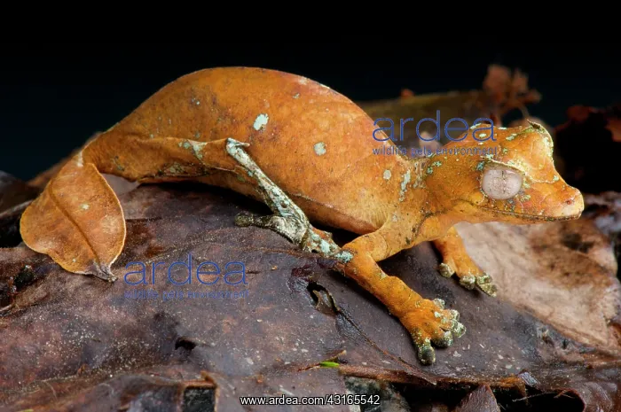: Satanic leaf-tailed gecko (Uroplatus phantasticus) : Satanic leaf-tailed gecko (Uroplatus phantasticus)