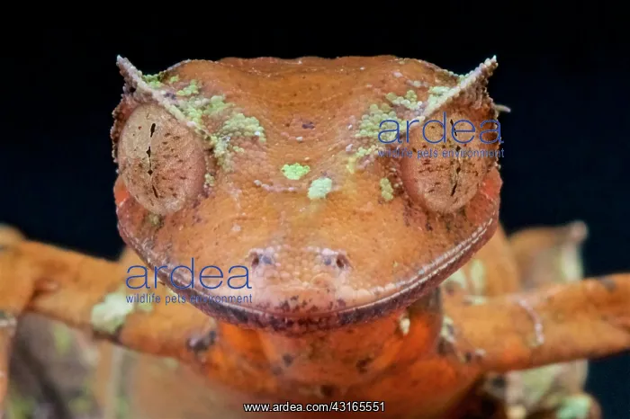  : Satanic leaf-tailed gecko (Uroplatus phantasticus)
