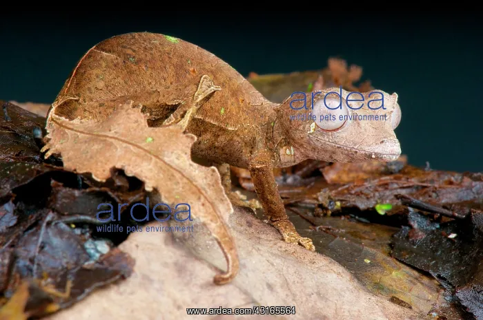 : Satanic leaf-tailed gecko (Uroplatus phantasticus) : Satanic leaf-tailed gecko (Uroplatus phantasticus)