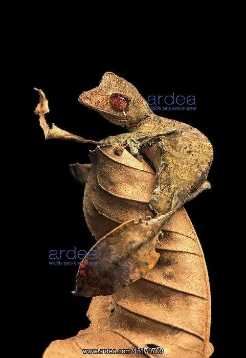 : Satanic Leaf Tailed Gecko (Uroplatus phantasticus) : Satanic Leaf Tailed Gecko (Uroplatus phantasticus)
