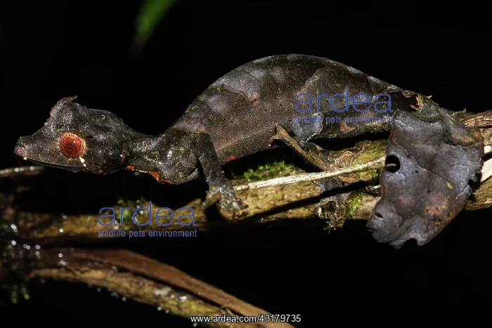 : Satanic Leaf Tailed Gecko (Uroplatus phantasticus) : Satanic Leaf Tailed Gecko (Uroplatus phantasticus)