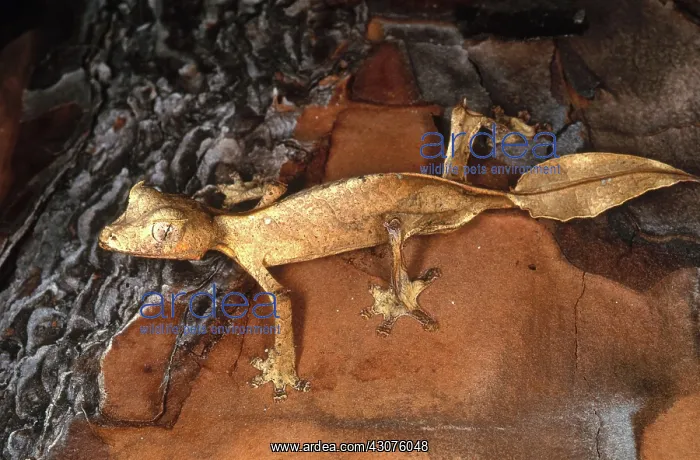 : Satanic Leaftail Gecko : Satanic Leaftail Gecko