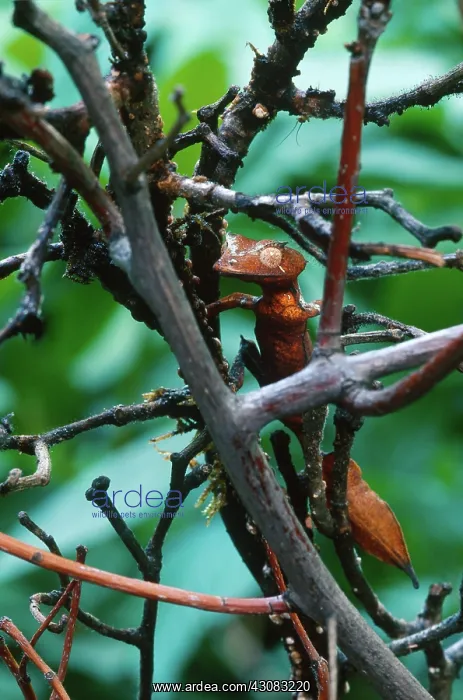 : Satanic Leaftail Gecko : Satanic Leaftail Gecko