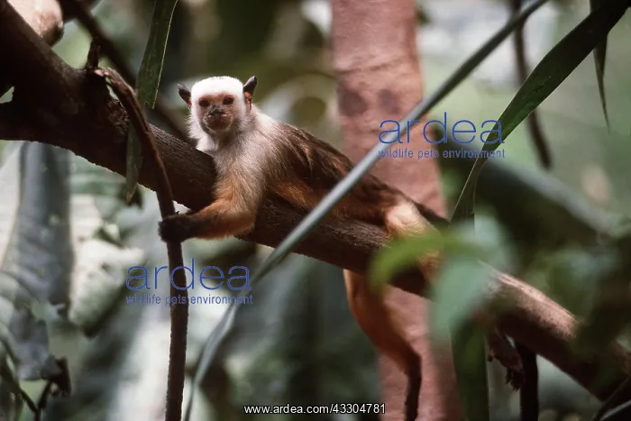 : SATARE MARMOSET - on branch : SATARE MARMOSET - on branch