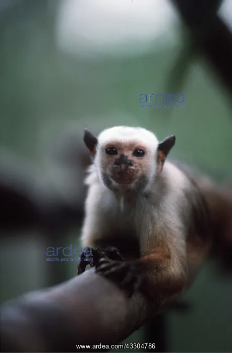 : SATARE MARMOSET - on branch : SATARE MARMOSET - on branch
