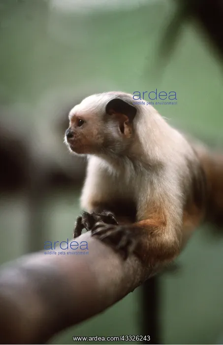 : SATARE MARMOSET - on branch : SATARE MARMOSET - on branch