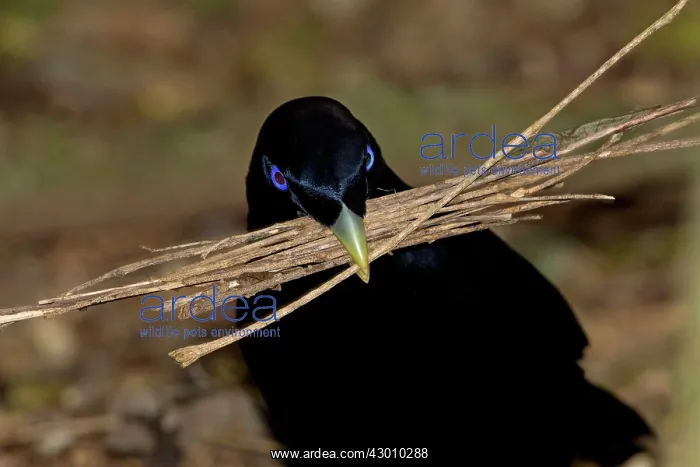 : Satin Bowerbird : Satin Bowerbird