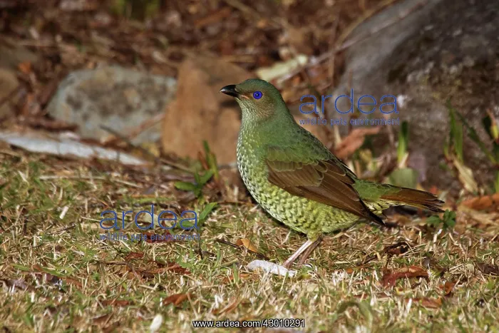 : Satin Bowerbird : Satin Bowerbird