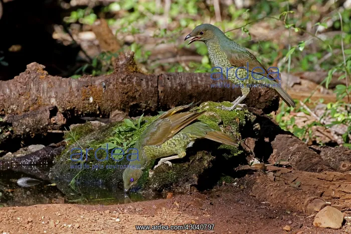 : Satin Bowerbird : Satin Bowerbird