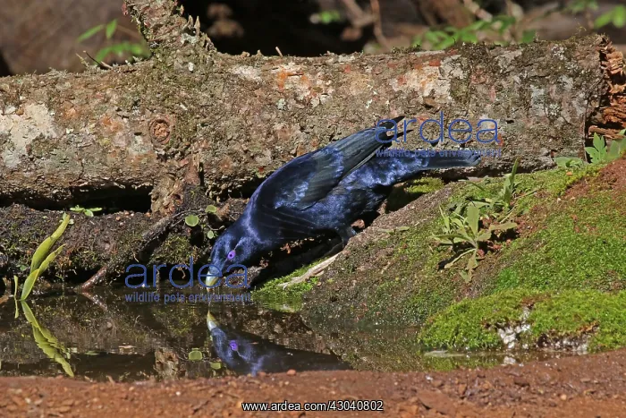 : Satin Bowerbird : Satin Bowerbird