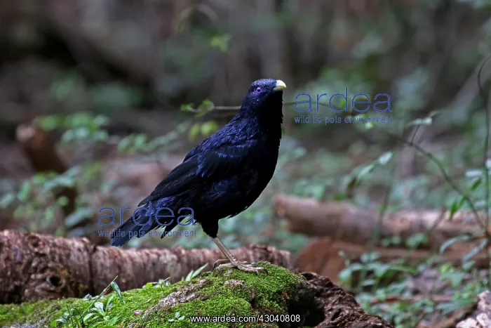 : Satin Bowerbird : Satin Bowerbird