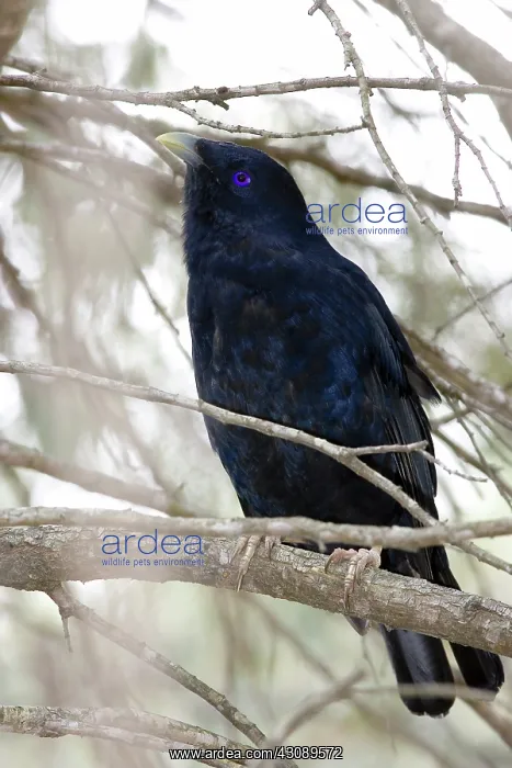 : Satin bowerbird : Satin bowerbird