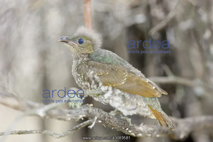 : Satin bowerbird : Satin bowerbird