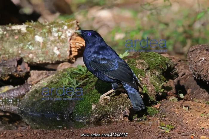 : Satin Bowerbird : Satin Bowerbird