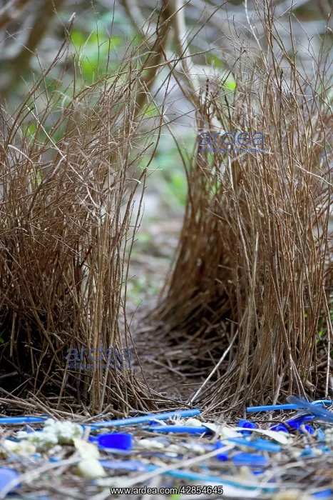 : Satin Bowerbird - beautiful decorated bower : Satin Bowerbird - beautiful decorated bower