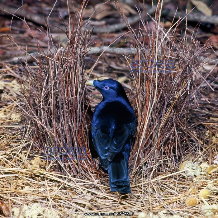 : SATIN BOWERBIRD - in bower : SATIN BOWERBIRD - in bower