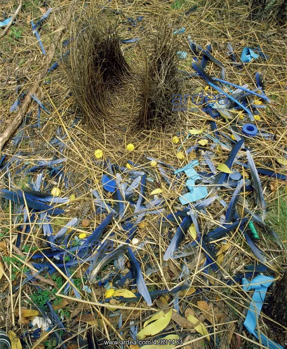 : SATIN BOWERBIRD - bower : SATIN BOWERBIRD - bower