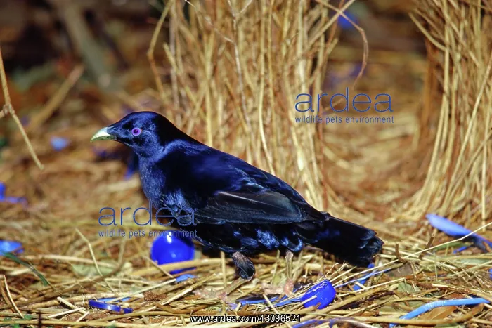 : Satin Bowerbird at his bower, Australia : Satin Bowerbird at his bower, Australia
