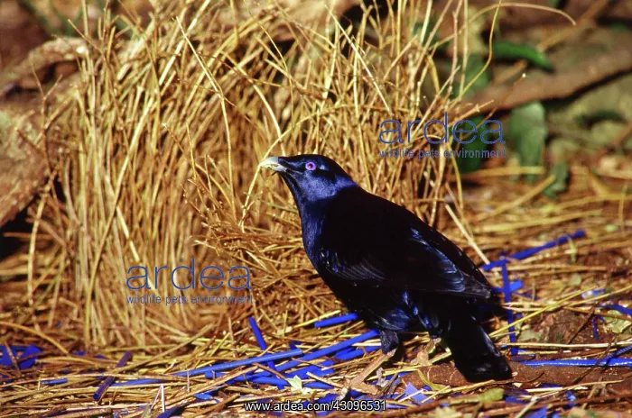 : Satin bowerbird at his bower, Australia : Satin bowerbird at his bower, Australia