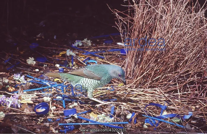 : Satin BOWERBIRD - female inspecting : Satin BOWERBIRD - female inspecting