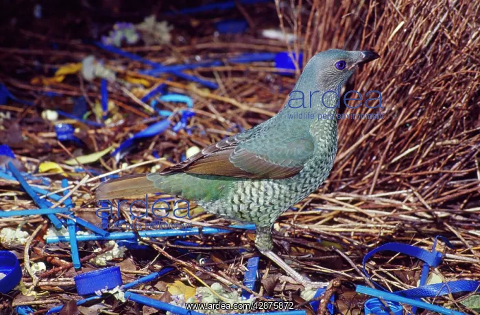 : Satin Bowerbird - female inspecting male's bower : Satin Bowerbird - female inspecting male's bower