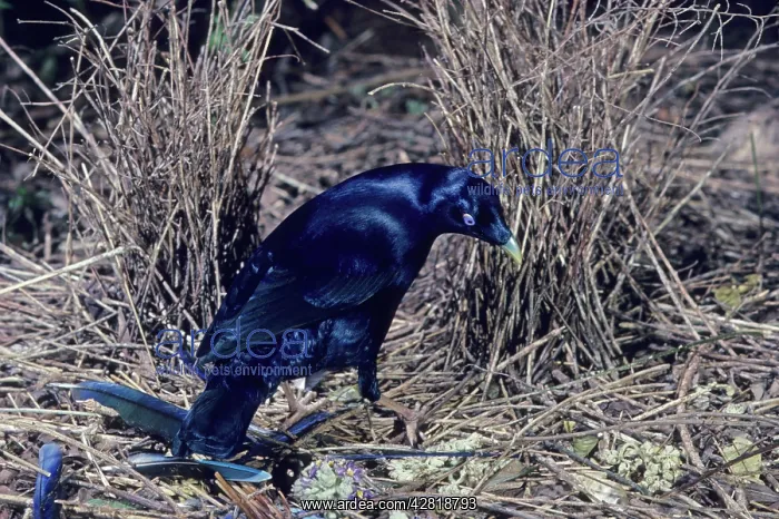 : Satin Bowerbird - Male : Satin Bowerbird - Male