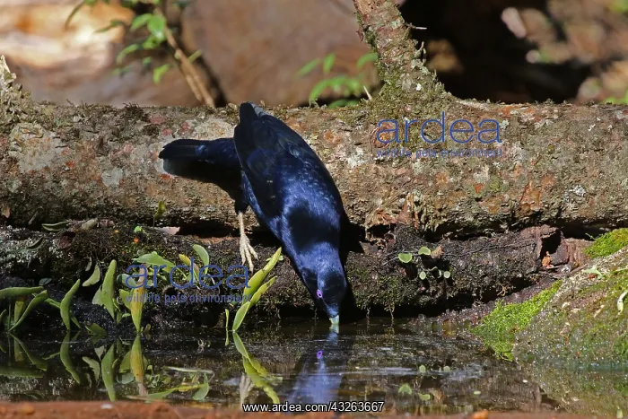 : Satin Bowerbird male