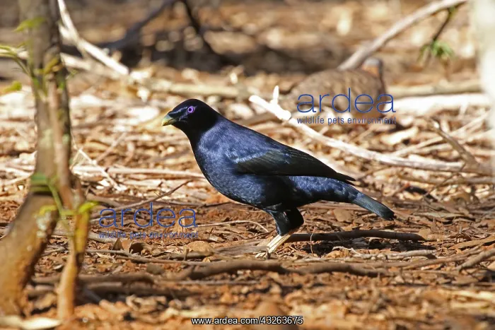  : Satin Bowerbird male