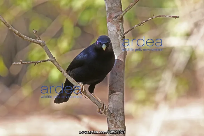  : Satin Bowerbird male
