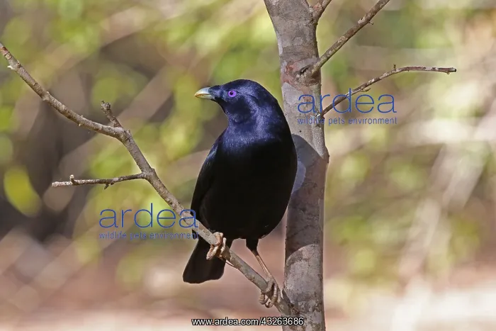  : Satin Bowerbird male