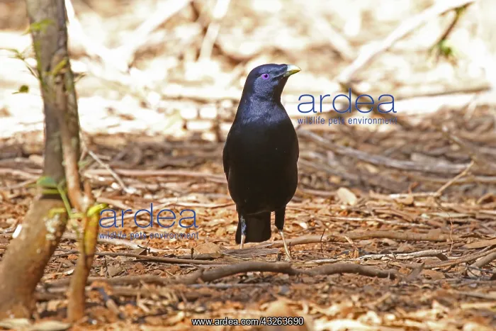  : Satin Bowerbird male