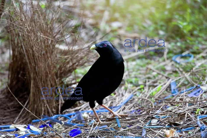  : Satin Bowerbird - male adult stands in front of