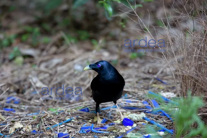 : Satin Bowerbird - male adult stands in front of : Satin Bowerbird - male adult stands in front of