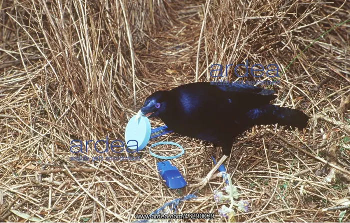 : SATIN BOWERBIRD - Male, With blue object in bill : SATIN BOWERBIRD - Male, With blue object in bill