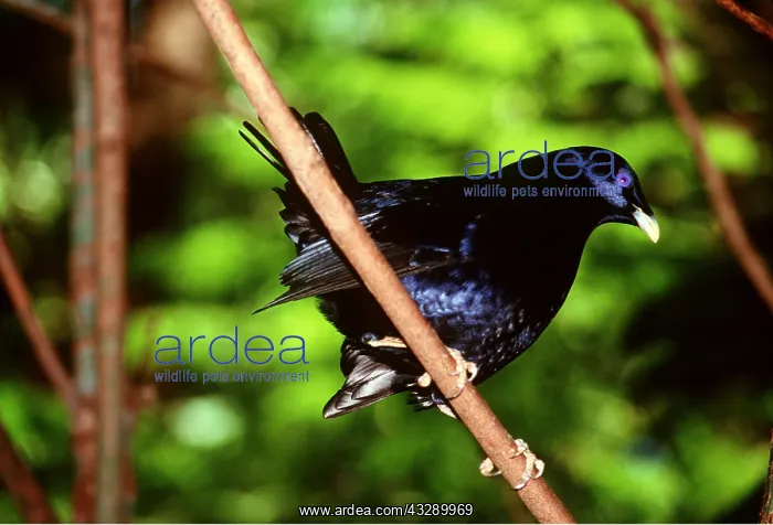 : Satin BOWERBIRD - male display (rarely seen) : Satin BOWERBIRD - male display (rarely seen)