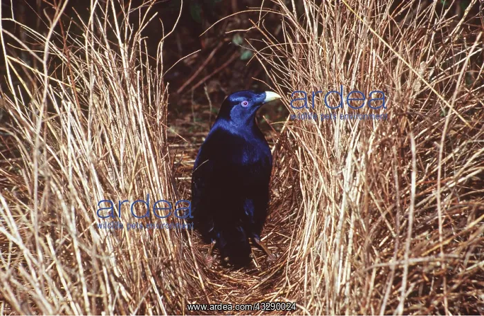 : Satin BOWERBIRD - male standing in avenue bower : Satin BOWERBIRD - male standing in avenue bower