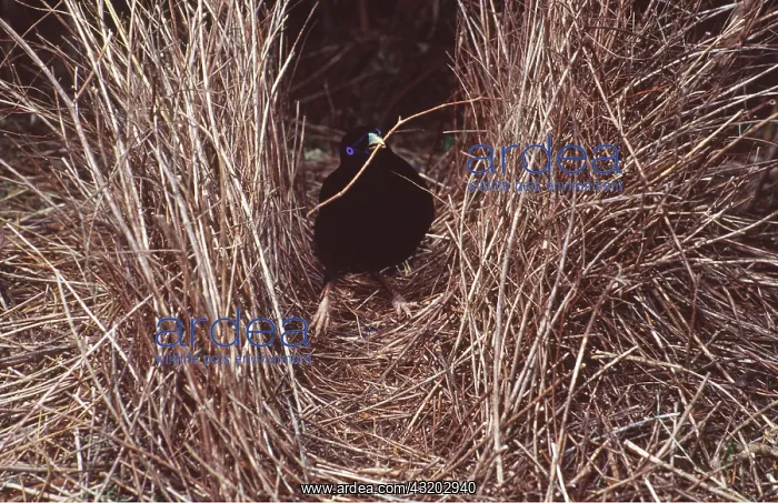 : SATIN BOWERBIRD - male with twig in beak ready to : SATIN BOWERBIRD - male with twig in beak ready to