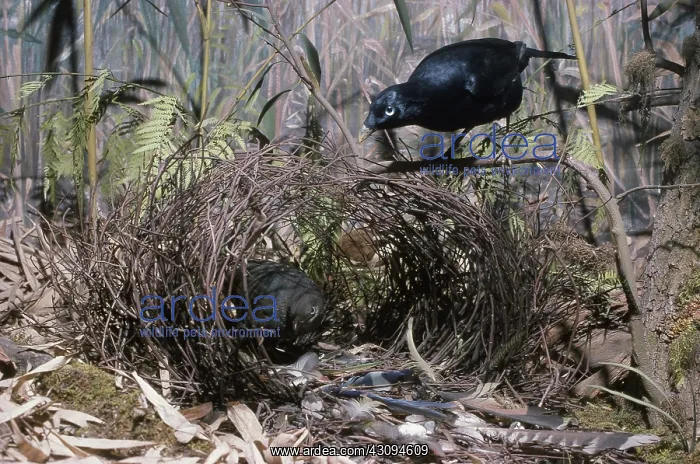 : Satin Bowerbirds : Satin Bowerbirds