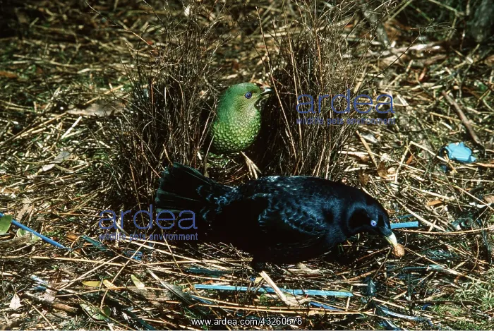 : Satin BOWERBIRDS - male display, with female in bower : Satin BOWERBIRDS - male display, with female in bower