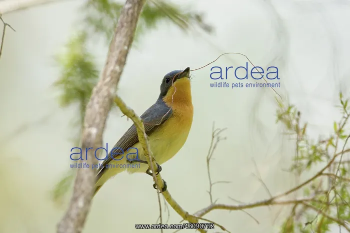 : Satin Flycatcher : Satin Flycatcher