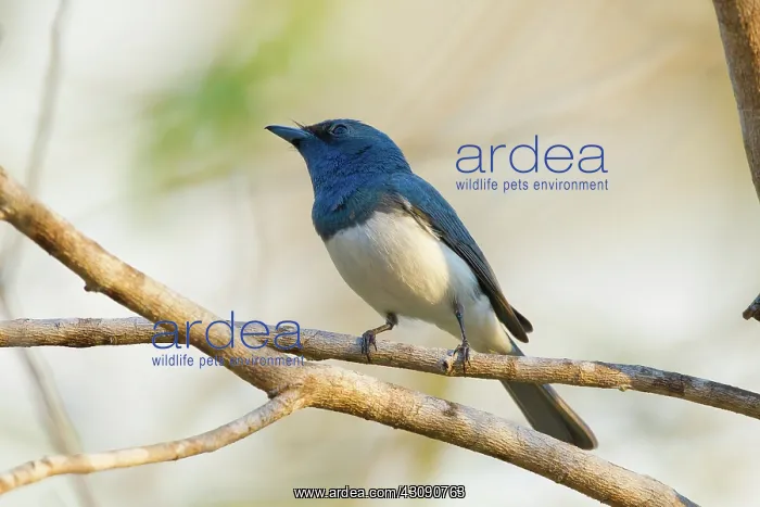  : Satin Flycatcher