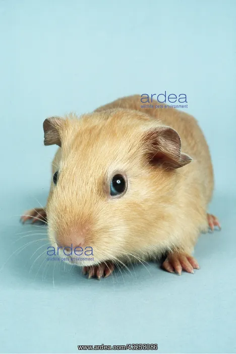 : SATIN GUINEA PIG : SATIN GUINEA PIG