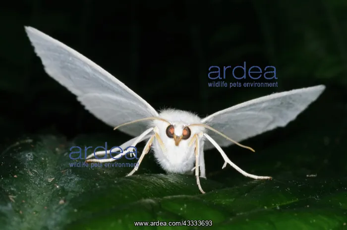 : Satin Moth : Satin Moth