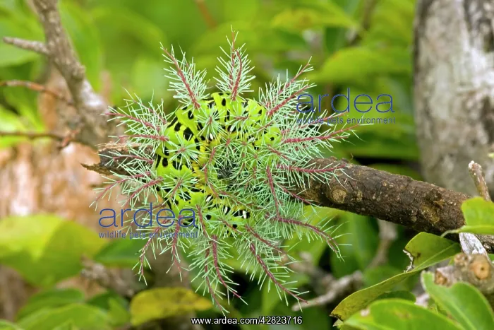 : Saturiid moth caterpillar - defensive display - : Saturiid moth caterpillar - defensive display -
