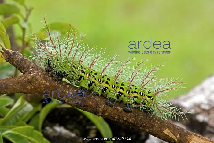 : Saturiid moth caterpillar - with urticating(stinging) : Saturiid moth caterpillar - with urticating(stinging)