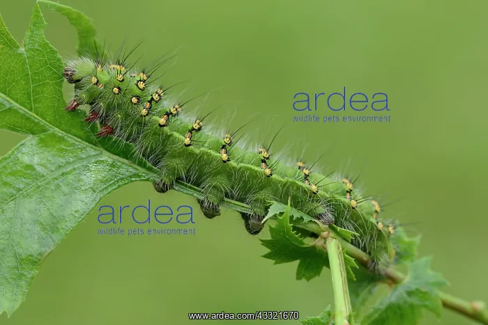 : Saturnia pavonia : Saturnia pavonia
