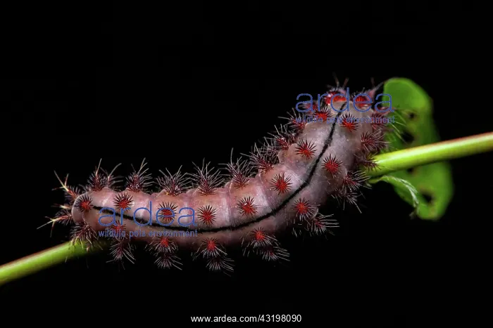 : Saturniid moth (Saturnidae sp) caterpillar on black : Saturniid moth (Saturnidae sp) caterpillar on black