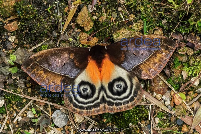 : Saturniid Moth, Saturniidae, Cueva de los Guacharos : Saturniid Moth, Saturniidae, Cueva de los Guacharos